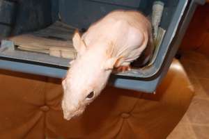 Logan the hairless ratty