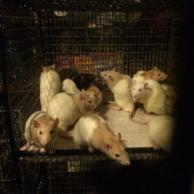New boys