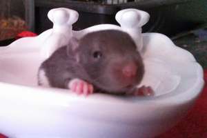 Baby Rattie