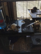 the boys