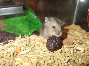 Tiny dwarf hamster and a big juicy berry