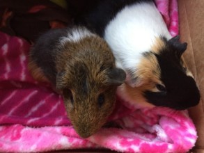 Cupcake & Cookie