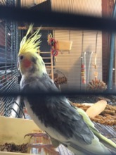 Petey