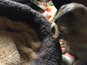 Roo