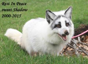 RIP Shadow