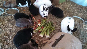 Bunny Easter Feast