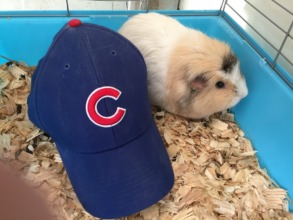 Chanel celebrates the Cubs Series Win!