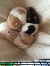 more of the new ratties
