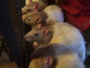 New ratties
