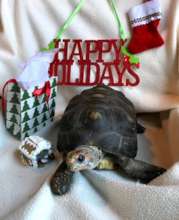 Leroy says Happy Holidays!