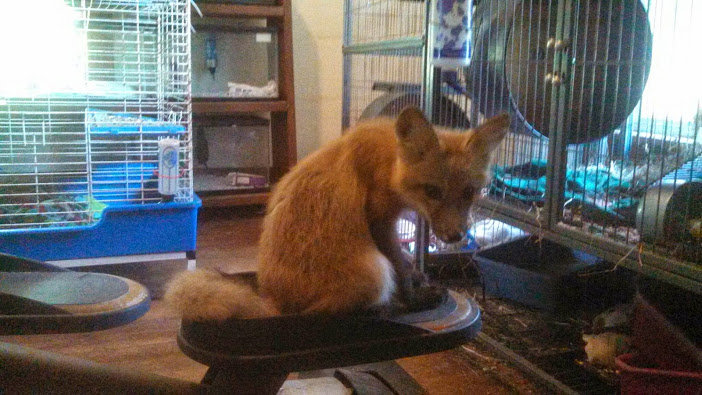 Tod the fox