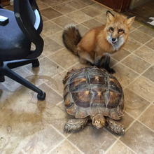 Tod & Rambo are conspiring!