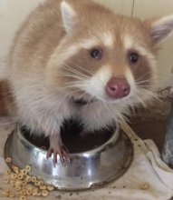Cinnamon