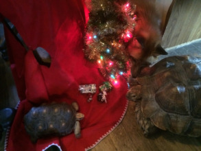 Leroy and Rambo the tortoises & Tod the red fox