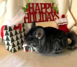 Gemini says Happy Holidays!