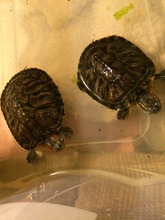 Lucy & Ethel