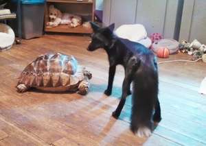 Rambo, Vixen and Chichi