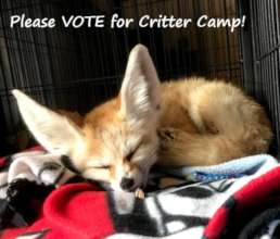 Stevie says Please Vote for Critter Camp!