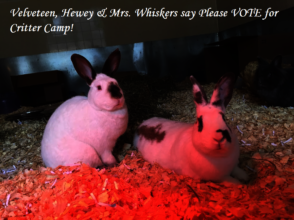 Velveteen & Hewey ask you to vote