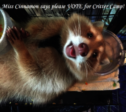 Cinnamon says please vote!