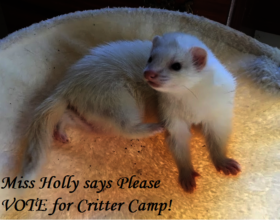 Holly