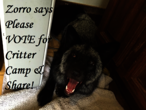 Zorro