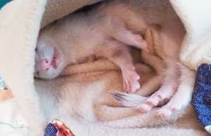 Sugar the blind ferret
