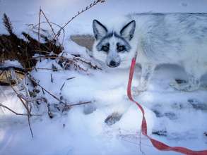 Shadow enjoying a walk in the snow