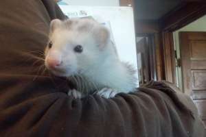 New Ferret Pogo