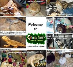 Welcome to Critter Camp!