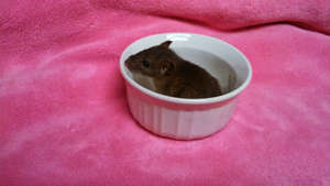 One of the baby ratties