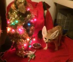Wiley the fennec fox