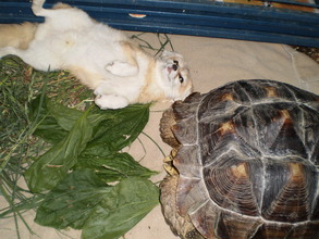 Wiley and Rambo say thanks!