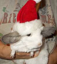 Feivel the chinchilla says Happy holidays!