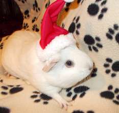 Dumpling the guinea pig says Happy Holidays!