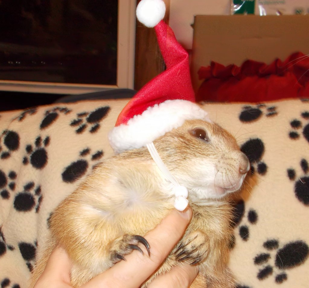 Diggit the prairie dog says Happy Holidays!