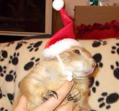 Diggit the prairie dog says Happy Holidays!