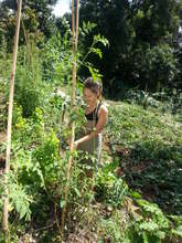 Learning about Plants