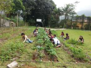 the garden