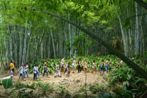 Trail in the bamboo forest