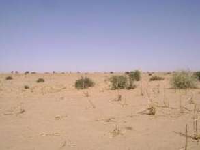 Completely failed millet crop