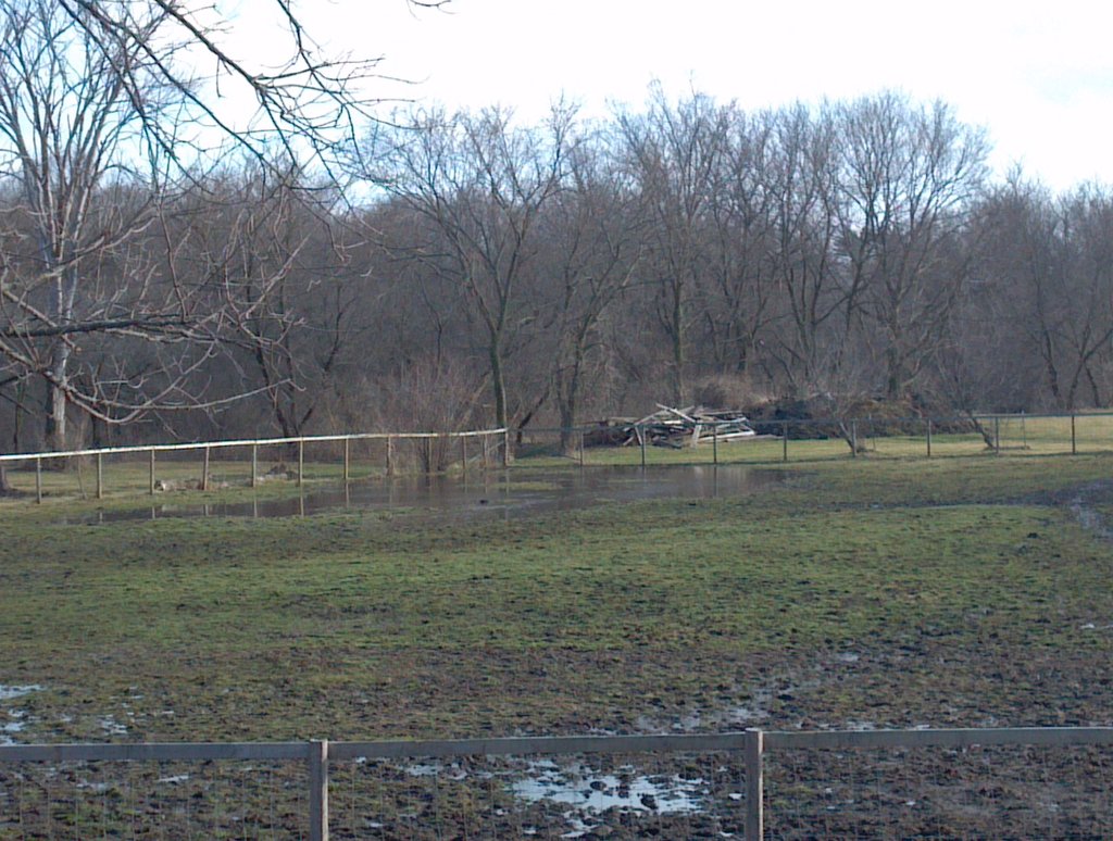 Rejuvenate Pastures for Rescue Horses to Graze
