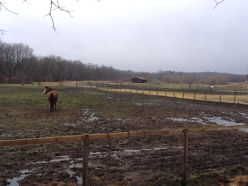 Rejuvenate Pastures for Rescue Horses to Graze