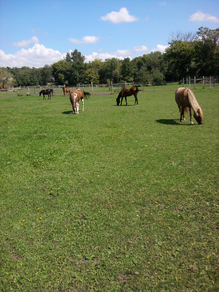 Rejuvenate Pastures for Rescue Horses to Graze