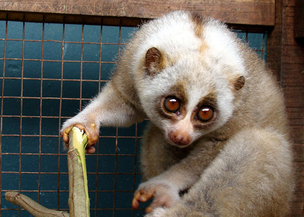Emerging Wildlife Conservation Leaders (EWCL)
