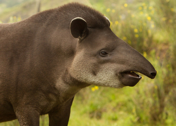 Emerging Wildlife Conservation Leaders (EWCL)