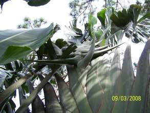 Ravanala palm (credit http://www.palmtalk.org)