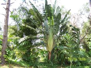 Iconic palm (http://www.palmtalk.org)