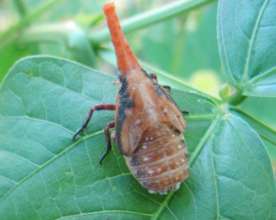 Fulgoridae