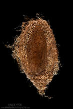 Ceranchia apollina cocoon (our new favorite)
